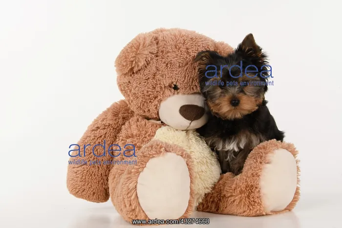 : DOG. Yorkshire Terrier puppy, 13 weeks old sitting with a la : DOG. Yorkshire Terrier puppy, 13 weeks old sitting with a la