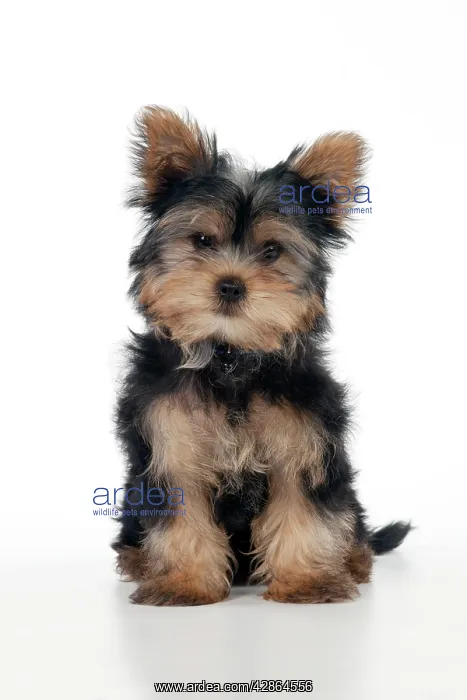  : DOG - Yorkshire terrier puppy