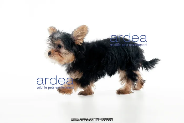  : DOG - Yorkshire terrier puppy
