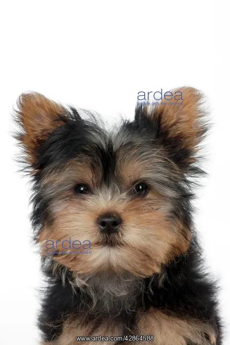  : DOG - Yorkshire terrier puppy