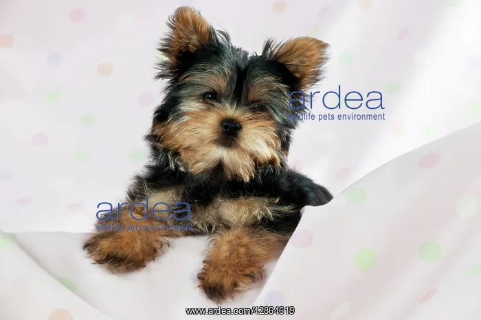  : DOG - Yorkshire terrier puppy