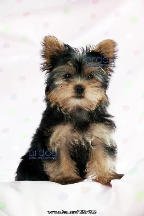  : DOG - Yorkshire terrier puppy
