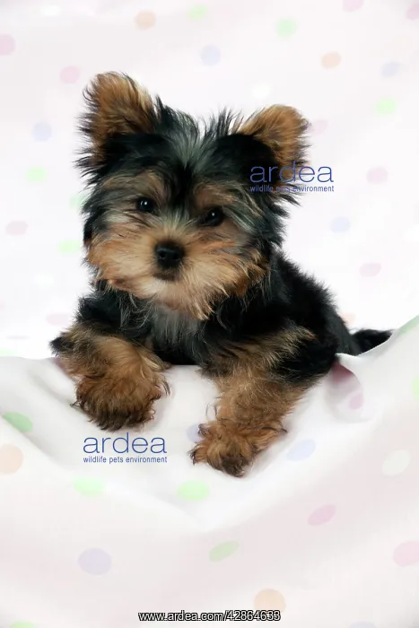  : DOG - Yorkshire terrier puppy