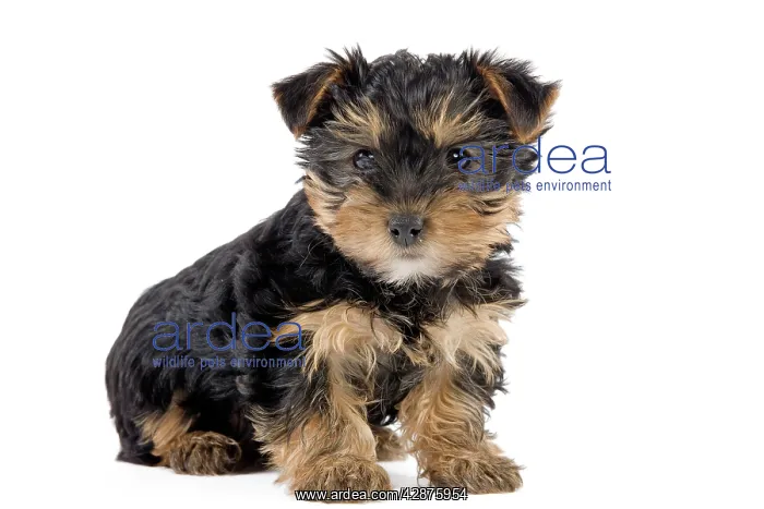 : Dog - Yorkshire Terrier puppy : Dog - Yorkshire Terrier puppy