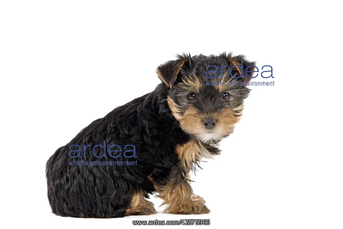 : Dog - Yorkshire Terrier puppy : Dog - Yorkshire Terrier puppy