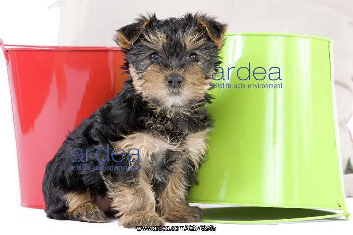: Dog - Yorkshire Terrier puppy : Dog - Yorkshire Terrier puppy
