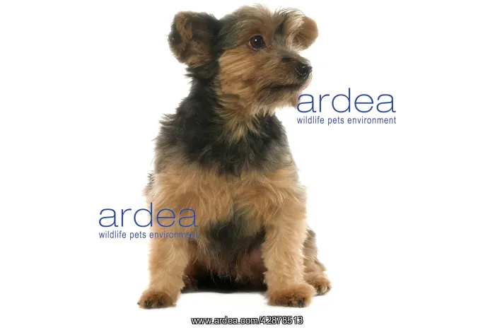 : Dog - Yorkshire Terrier puppy