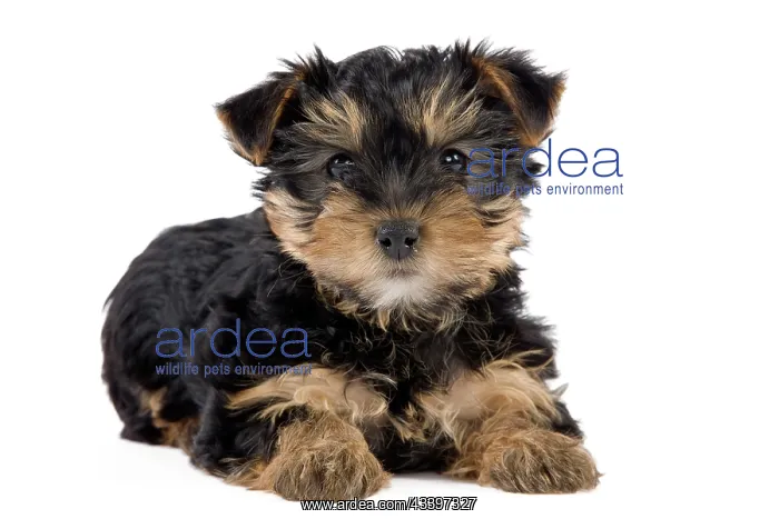: Dog - Yorkshire Terrier puppy : Dog - Yorkshire Terrier puppy