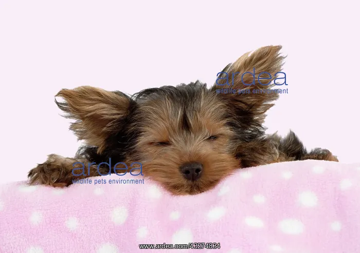 : DOG - Yorkshire Terrier - puppy - 9 weeks old - sleeping on : DOG - Yorkshire Terrier - puppy - 9 weeks old - sleeping on