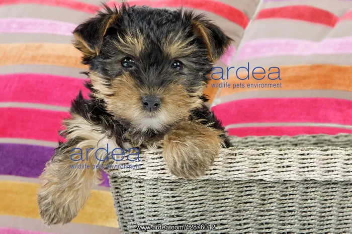 : Dog - Yorkshire Terrier puppy - in basket : Dog - Yorkshire Terrier puppy - in basket