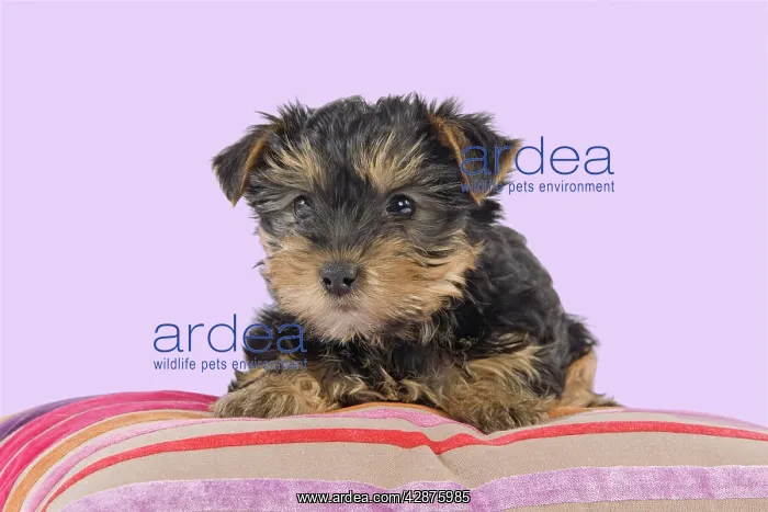 : Dog - Yorkshire Terrier puppy - on cushion : Dog - Yorkshire Terrier puppy - on cushion