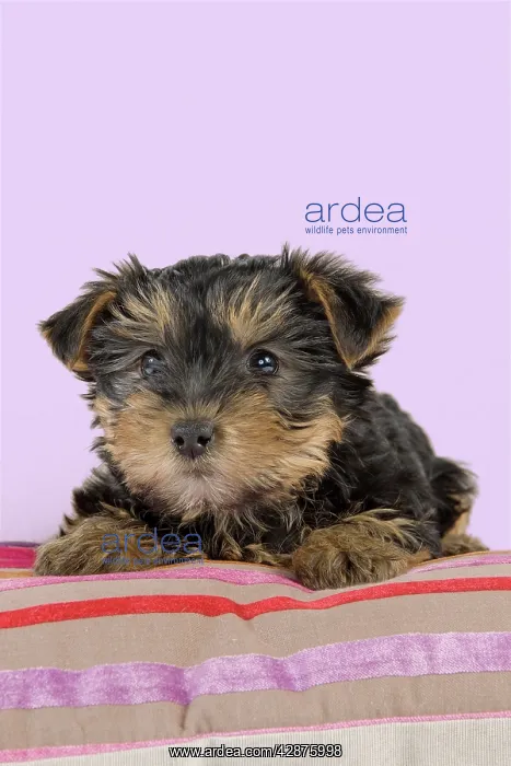 : Dog - Yorkshire Terrier puppy - on cushion : Dog - Yorkshire Terrier puppy - on cushion