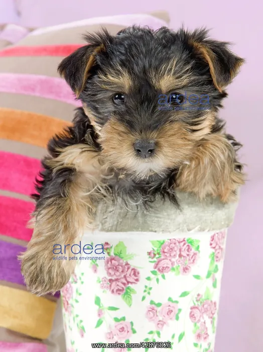 : Dog - Yorkshire Terrier puppy - in flowerpot : Dog - Yorkshire Terrier puppy - in flowerpot