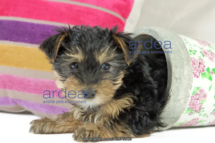 : Dog - Yorkshire Terrier puppy - in flowerpot : Dog - Yorkshire Terrier puppy - in flowerpot