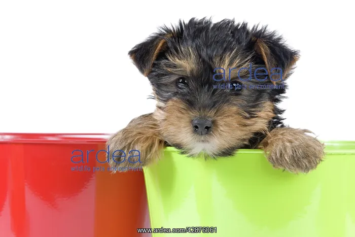 : Dog - Yorkshire Terrier puppy - in flowerpot : Dog - Yorkshire Terrier puppy - in flowerpot
