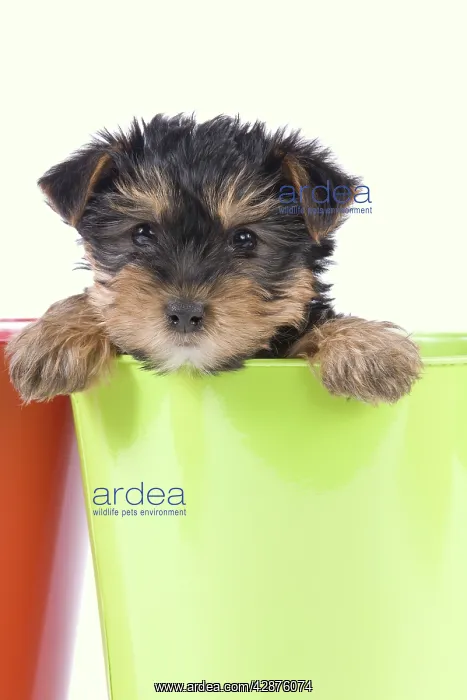 : Dog - Yorkshire Terrier puppy - in flowerpot : Dog - Yorkshire Terrier puppy - in flowerpot