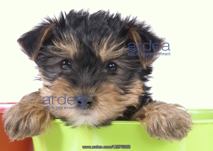  : Dog - Yorkshire Terrier puppy - in flowerpot