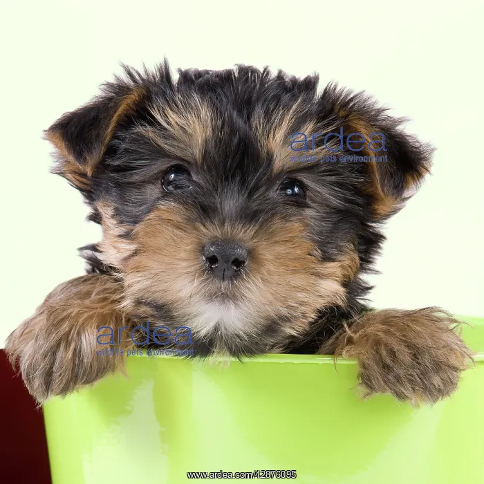 : Dog - Yorkshire Terrier puppy - in flowerpot : Dog - Yorkshire Terrier puppy - in flowerpot
