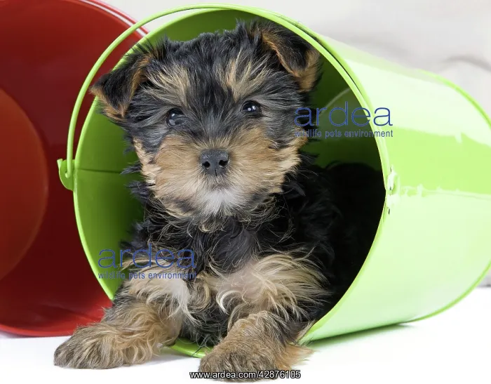 : Dog - Yorkshire Terrier puppy - in flowerpot : Dog - Yorkshire Terrier puppy - in flowerpot