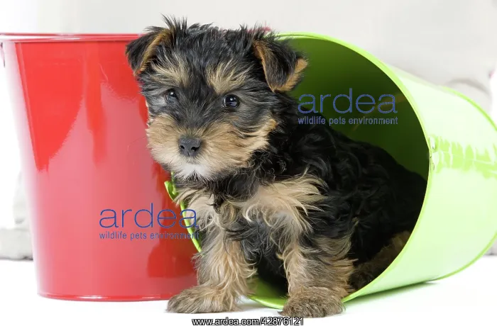 : Dog - Yorkshire Terrier puppy - in flowerpot : Dog - Yorkshire Terrier puppy - in flowerpot