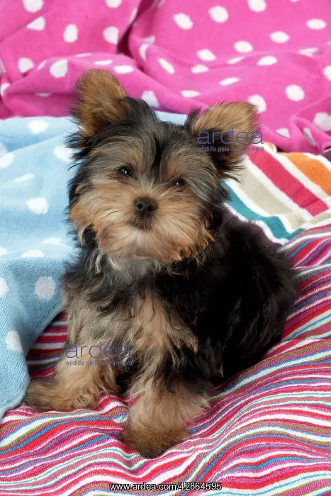  : DOG - Yorkshire terrier puppy sitting on blankets