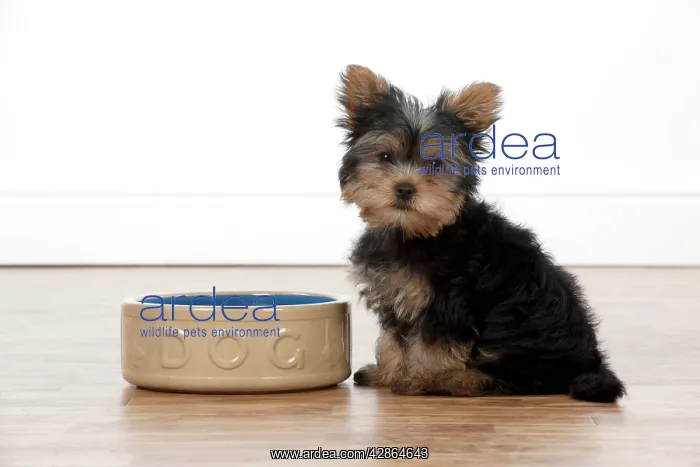 : DOG - Yorkshire terrier puppy sitting with food bowl : DOG - Yorkshire terrier puppy sitting with food bowl