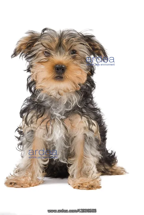 : Dog - Yorkshire Terrier puppy sitting in studio : Dog - Yorkshire Terrier puppy sitting in studio