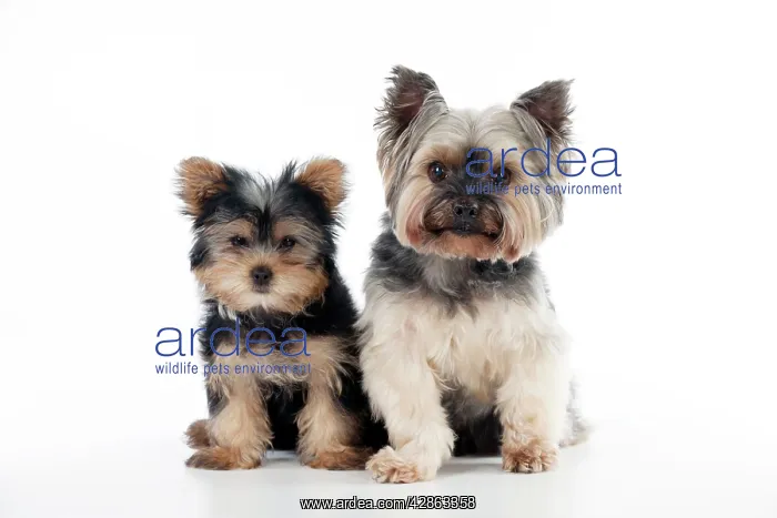: DOG - Yorkshire terrier puppy sitting next to yorkshire : DOG - Yorkshire terrier puppy sitting next to yorkshire