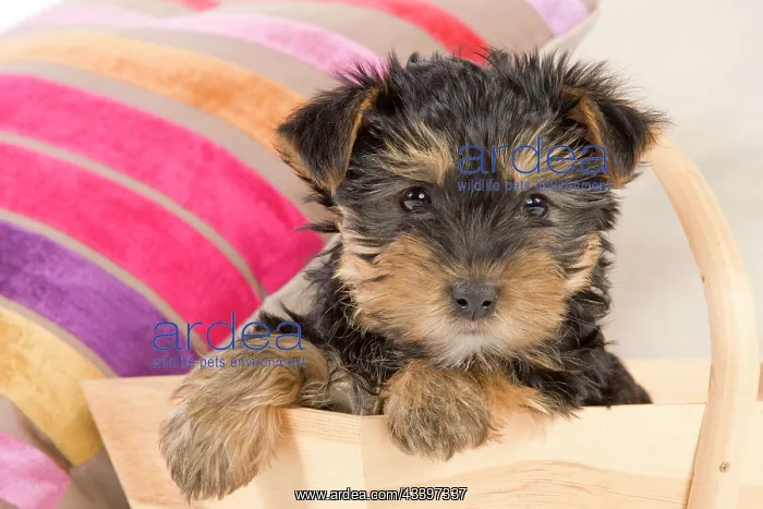 : Dog - Yorkshire Terrier puppy - in wooden basket : Dog - Yorkshire Terrier puppy - in wooden basket