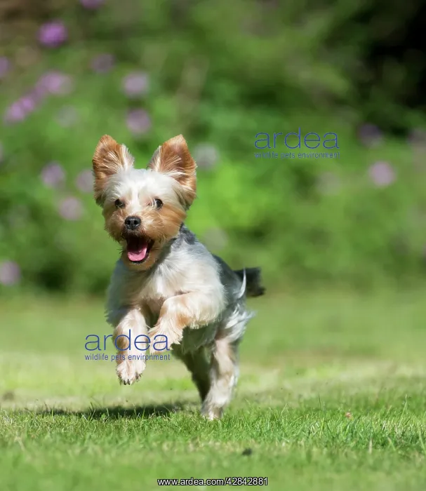 : DOG - Yorkshire terrier running in garden : DOG - Yorkshire terrier running in garden