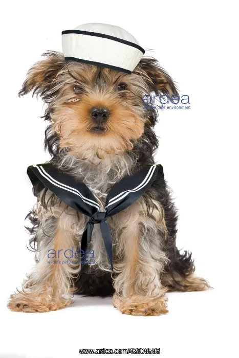  : Dog - Yorkshire Terrier in sailor outfit