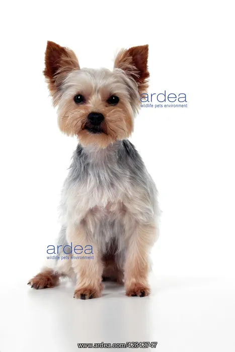 : DOG - Yorkshire terrier sitting : DOG - Yorkshire terrier sitting