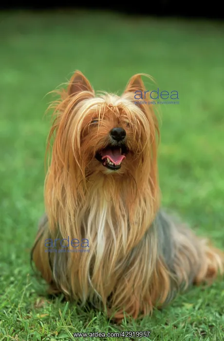 : DOG, Yorkshire Terrier - sitting on grass : DOG, Yorkshire Terrier - sitting on grass