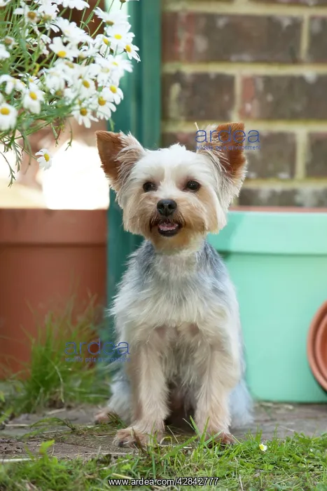 : DOG - Yorkshire terrier sitting by plant pots : DOG - Yorkshire terrier sitting by plant pots