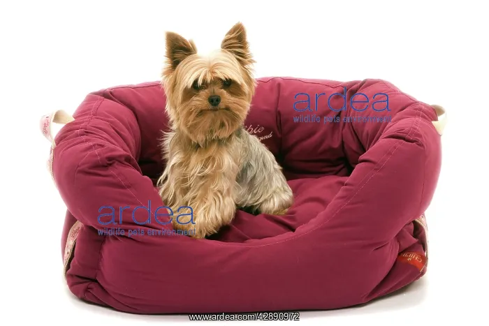 : Dog - Yorkshire Terrier sitting down soft bed