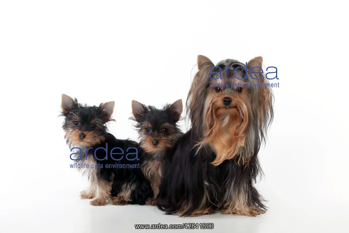 : DOG - Yorkshire terrier sitting with two yorkshire : DOG - Yorkshire terrier sitting with two yorkshire