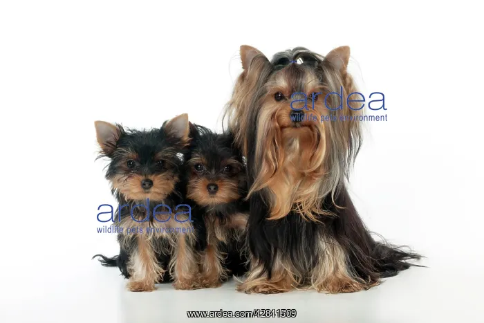 : DOG - Yorkshire terrier sitting with two yorkshire : DOG - Yorkshire terrier sitting with two yorkshire