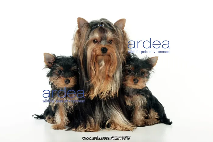 : DOG - Yorkshire terrier sitting with two yorkshire : DOG - Yorkshire terrier sitting with two yorkshire
