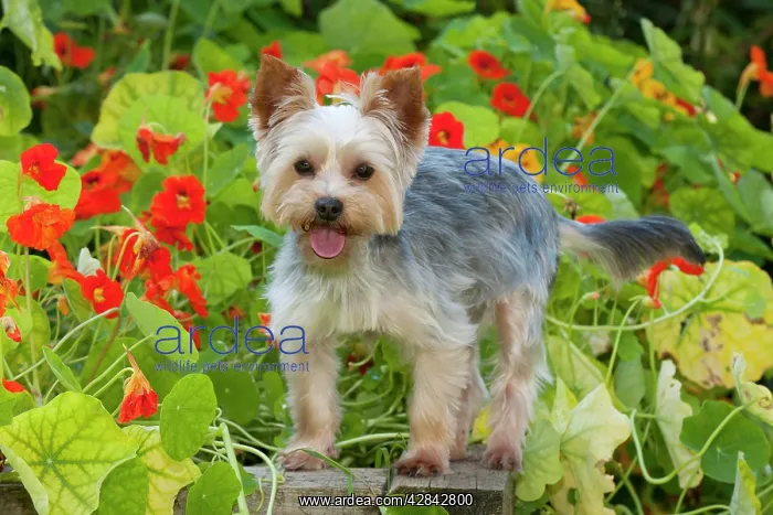 : DOG - Yorkshire terrier standing on edge of plant box : DOG - Yorkshire terrier standing on edge of plant box