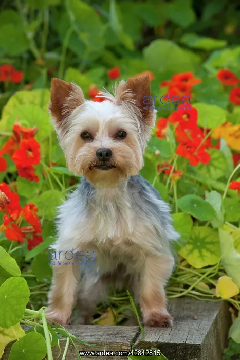 : DOG - Yorkshire terrier standing on edge of plant box : DOG - Yorkshire terrier standing on edge of plant box