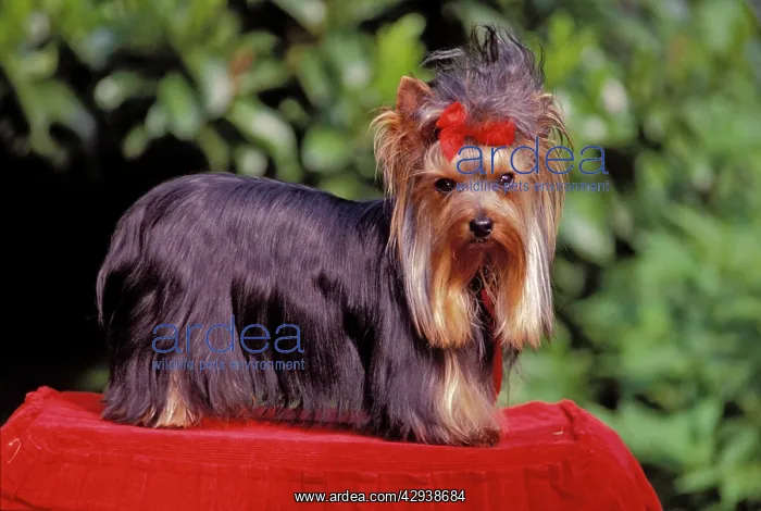 : Dog - Yorkshire Terrier standing on red pillow : Dog - Yorkshire Terrier standing on red pillow