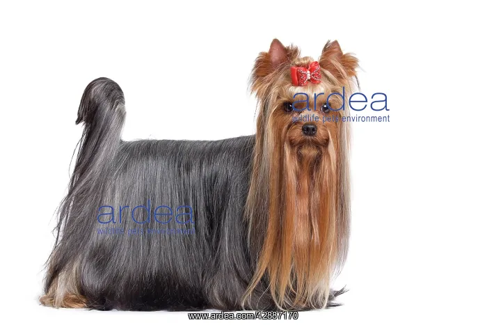 : Dog - Yorkshire Terrier in studio : Dog - Yorkshire Terrier in studio