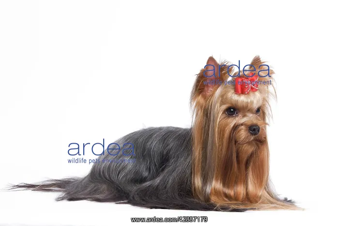 : Dog - Yorkshire Terrier in studio : Dog - Yorkshire Terrier in studio