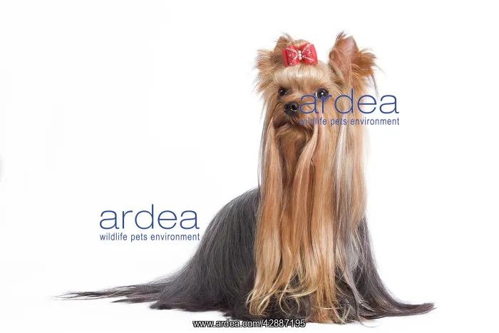: Dog - Yorkshire Terrier in studio : Dog - Yorkshire Terrier in studio
