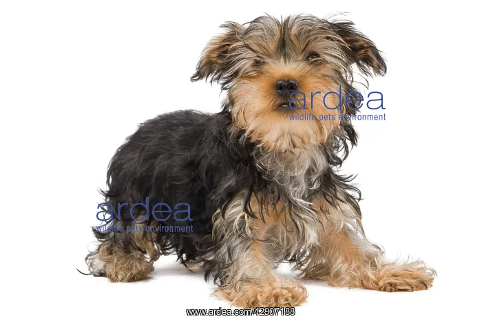 : Dog - Yorkshire Terrier in studio : Dog - Yorkshire Terrier in studio