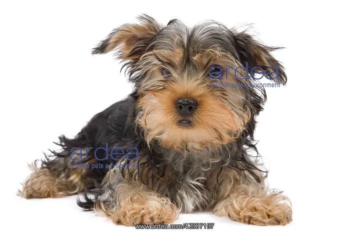 : Dog - Yorkshire Terrier in studio : Dog - Yorkshire Terrier in studio