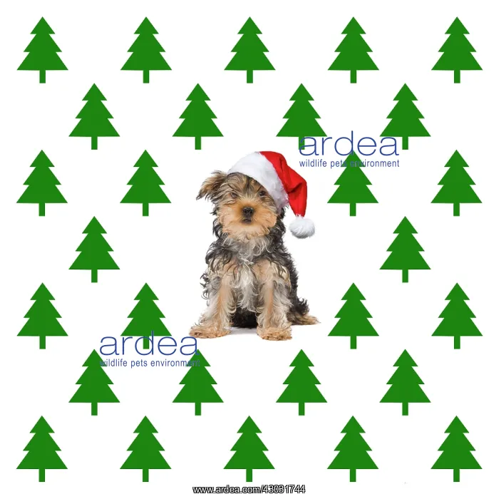 : Dog, Yorkshire Terrier wearing Christmas hat with : Dog, Yorkshire Terrier wearing Christmas hat with