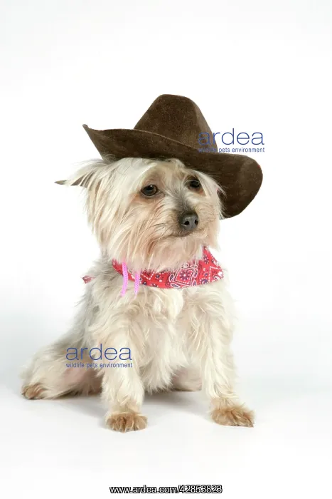 : DOG. Yorkshire terrier wearing hat and scarf : DOG. Yorkshire terrier wearing hat and scarf
