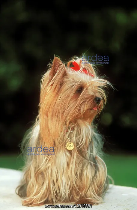  : DOG -Yorkshire Terrier wearing name ID collar