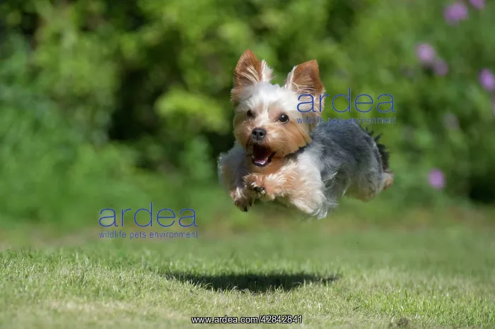  : DOG - Yorkshire Terrier  /  YORKIE / S  /  BROKEN-HAIRED